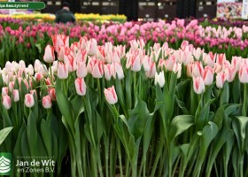 Tulipa Beautytrend ® (2)